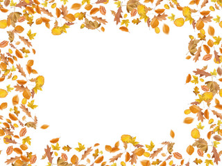 Different Autumn leaves blowing through the sky, autumn concept backgrounds, room for text, copy space, online, sale, retail, poster, display, wallpaper, postcard, screen, white isolated background