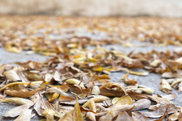 nature yellow dried leaves on concrete floor