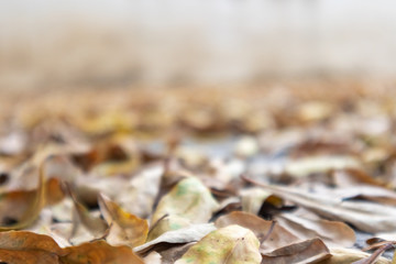 nature yellow dried leaves on concrete floor