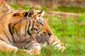 Portrait of an amur tiger in a zoo