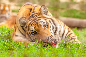 Portrait of an amur tiger in a zoo