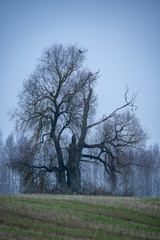 single large tree with no leaves isolated in green countryside meadow