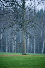 single large tree with no leaves isolated in green countryside meadow