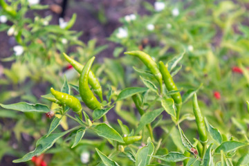 close up of fresh green chilli plant