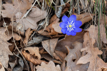 Small blue blossom in dry leaves