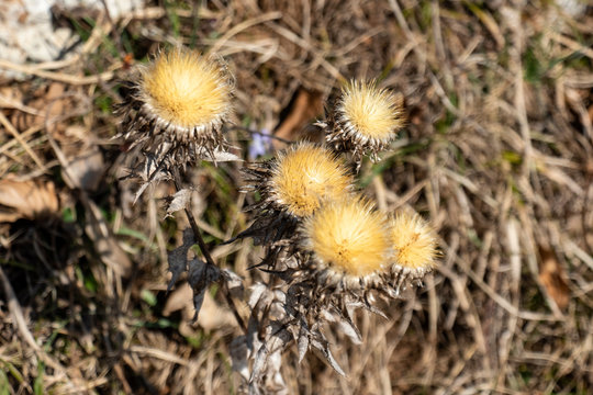 Dryed flower - thisle