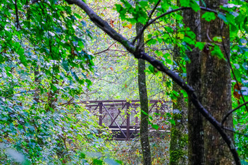 Obraz premium Fitness Trail Crossing an Iron Bridge Through Trees