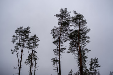 single large tree with no leaves isolated in green countryside meadow