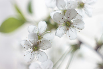 delicate white Apple blossoms on a white background. soft focus