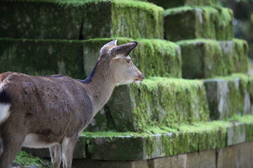 Nara Park in Nara Prefecture, Japan and the scenery of deer living in the park