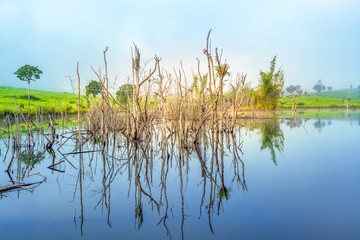 Reflected old snags sticks and blue sky on small swamps in the morning near the meadow with blue sky at Thung Salaeng Luang National Park, A famous local attraction in Thailand.