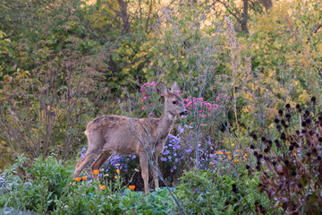 Europäisches Reh | European roe deer