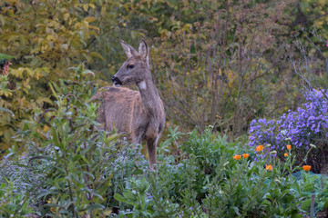 Europäisches Reh | European roe deer