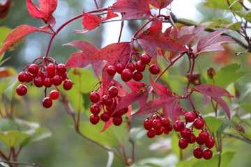 Red In The Forest, Whitemud Park, Edmonton, Alberta