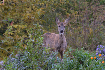 Europäisches Reh | European roe deer