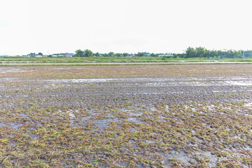 Fototapeta na wymiar water in rice field preparing for plant at Thailand