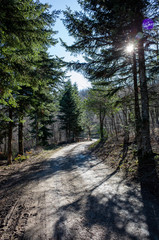 Fototapeta premium strada nel bosco