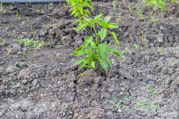 close up of fresh green chilli plant