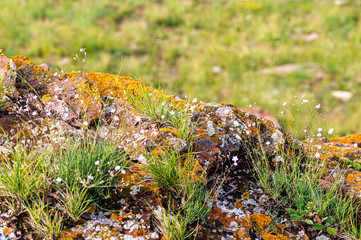 Stone overgrown with moss