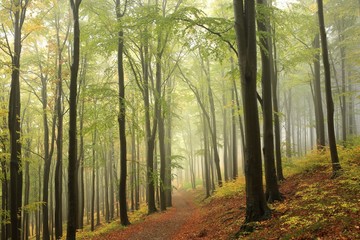 Path among beech trees through an autumn forest in a misty rainy weather