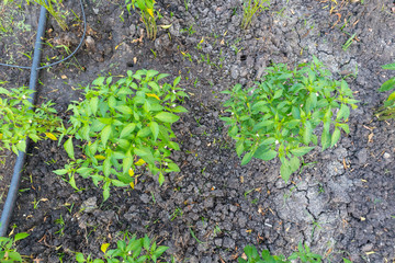 close up of fresh green chilli plant