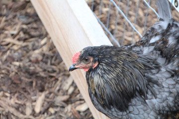 The Chicken, Edmonton Valley Zoo, Edmonton, Alberta