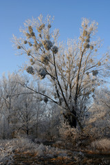 tree in winter