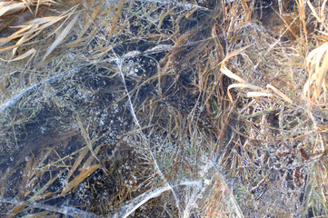 Fototapeta na wymiar ice on grass