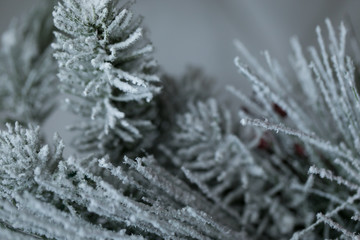 snow covered fir branches