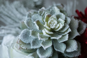 frosted succulent