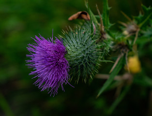 flower of thistle
