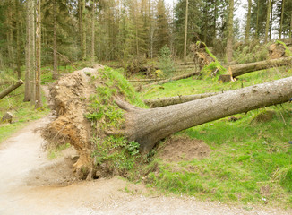 Fototapeta na wymiar Large trees blown down by strong storm winds