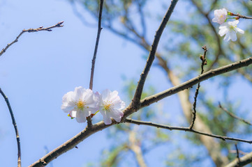鎌倉の報国寺の十月桜