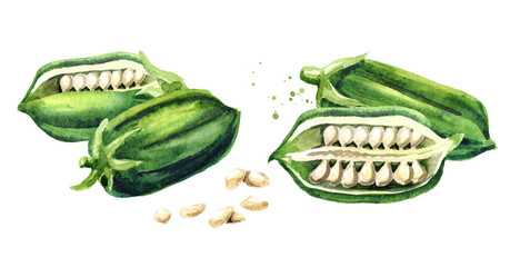 Fresh Sesame pods with seeds set. Watercolor hand drawn illustration isolated on white background