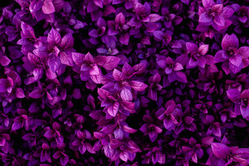 Fototapeta premium tropical leaf, abstract purple leaf texture, nature background