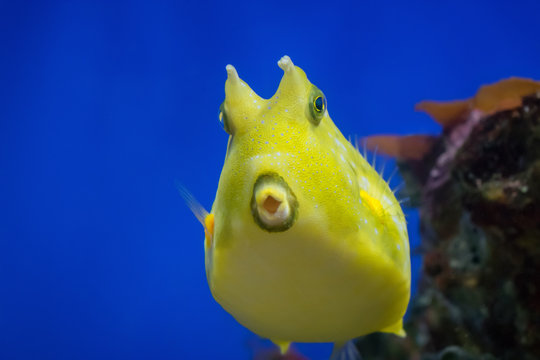 yellow fish Longhorn cowfish (Lactoria cornuta)