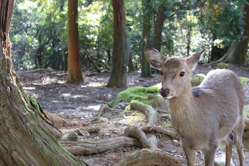 Nara Park in Nara Prefecture, Japan and the scenery of deer living in the park