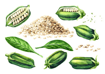 Sesame pods with seeds set. Watercolor hand drawn illustration isolated on white background