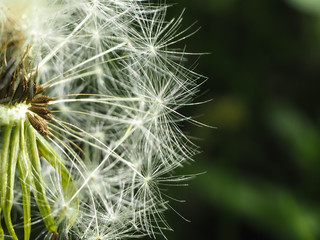 Beautiful dandelion macro view, seeds. Concept of light wight and ecology. Copy space. Spring and nature concept.