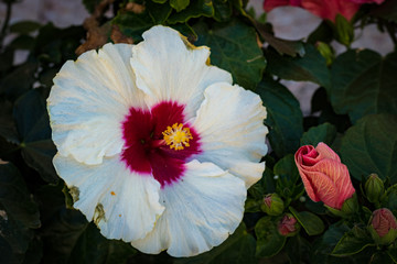 Hibiscus Rose de Chine, une fleur qui pousse dans son environnement naturel