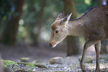 Nara Park in Nara Prefecture, Japan and the scenery of deer living in the park