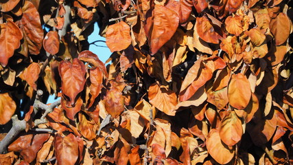 hojas de otoño de color marron, lerida, españa, europa