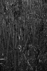 Fototapeta premium Schilf Umwelt Raum