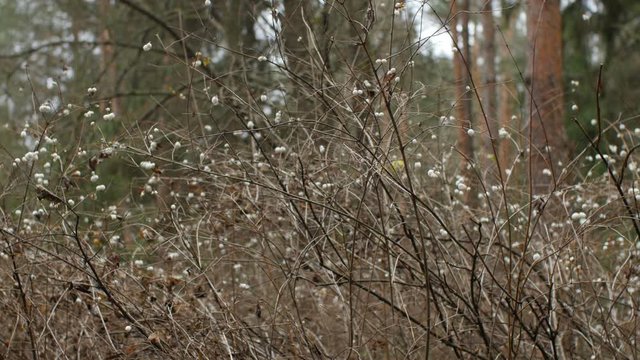snowberry in a winter forest, panorama