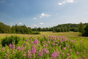 Rosebay Willowherbs blooming on a field
