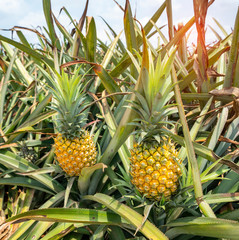 Obraz premium Pineapple fruit on the plantation farm