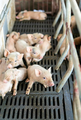 cute piglets at the farm © xiaoliangge