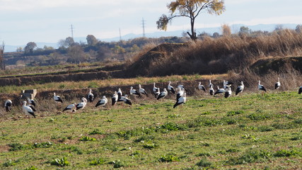 Grupo de cigüeñas en el campo, Lérida, Cataluña, España