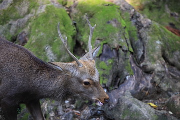 Nara Park in Nara Prefecture, Japan and the scenery of deer living in the park