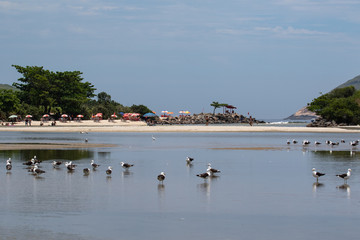 Seagulls and beach